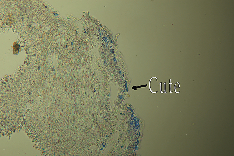 Mah...mi da l''idea di un Clitopilus...